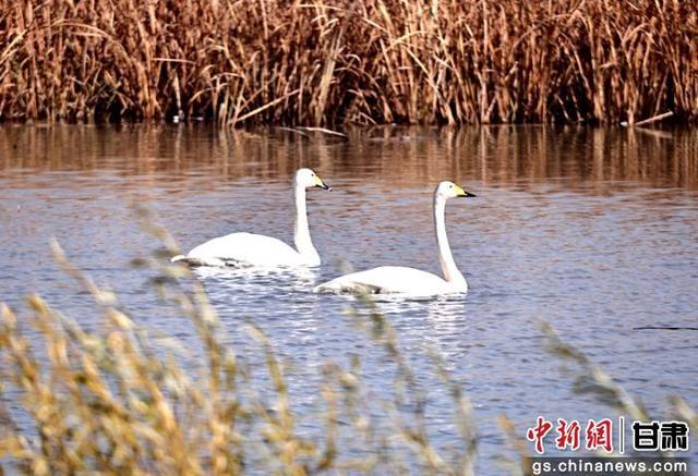 绿满陇原·奇迹三北 | 张掖黑河湿地美景喜迎越冬“贵客”陆续抵达