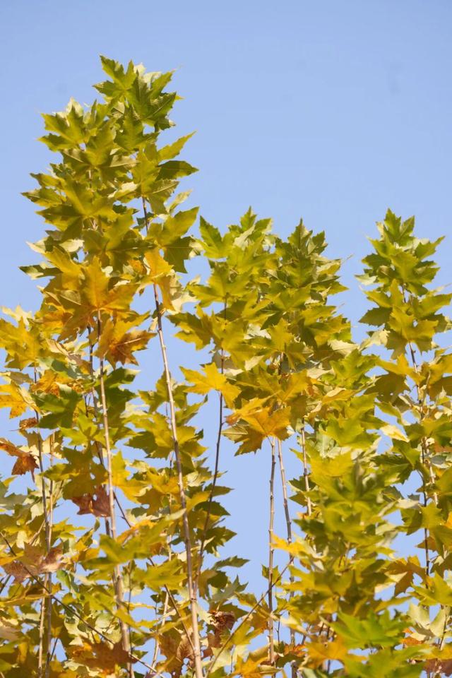 别错过，用Citywalk感受落叶的浪漫→