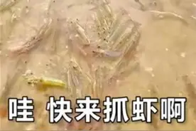 广东一海滩出现大量海虾？原作者辟谣：视频是两年前在广西拍的图片