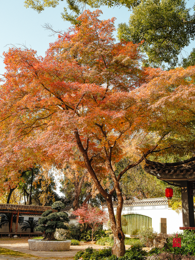 红红红红！红“枫”了！