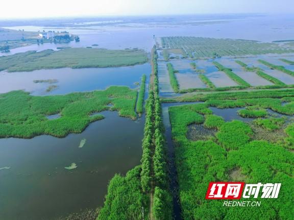大通湖区：夏日来漉湖邂逅绝美生态“秘境”