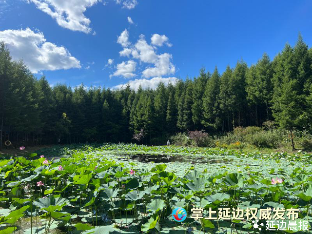 浪漫夏日，为“荷”到延边！赏荷地图来了~