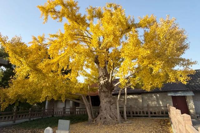金山这些地方“含金量”满满，再不去等明年…