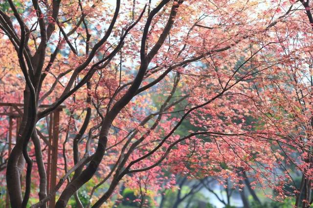 荆州风景地图：从古城墙到浅山，解锁5处限定美色