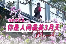 游绿美｜人间最美三月天，珠海香山云道迎来赏花季图片