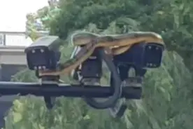 热闻｜气温升高“蛇出没”！武汉江滩大蛇爬上监控杆，专家提醒：切勿盲目捕捉图片