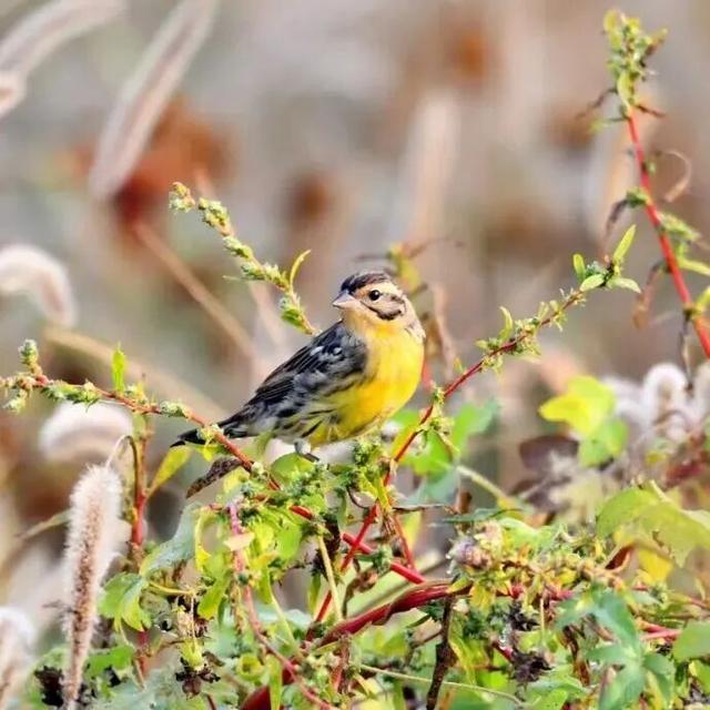 北京冬日限定“奇观”！就到月底！快冲→