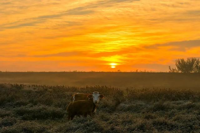 “暴力黄”全开！汨罗江雾、水垅村银杏……惊艳登场