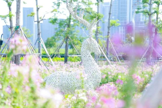 15000㎡花海！免费打卡！珠海人约起来！