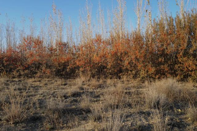 布尔津风沙中的生命之王