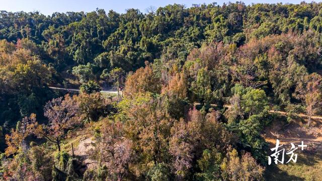 高州人私藏的“枫”景，藏不住了！