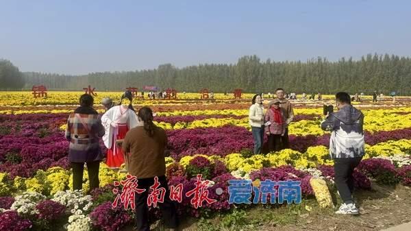 金秋如约，“菊”世无双！平阴盆王菊花文化节暨秋季黄河大集盛大开幕