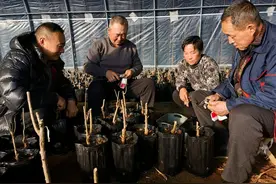 滕州反季节育苗助推石榴产业发展图片