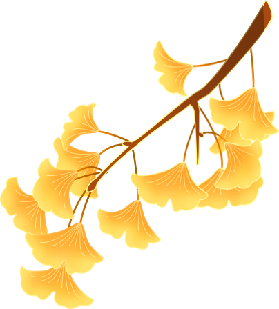 秦淮的银杏，悄悄黄了