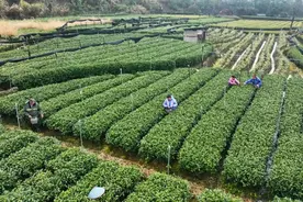 松阳110个“茶工超市”护航春茶季图片