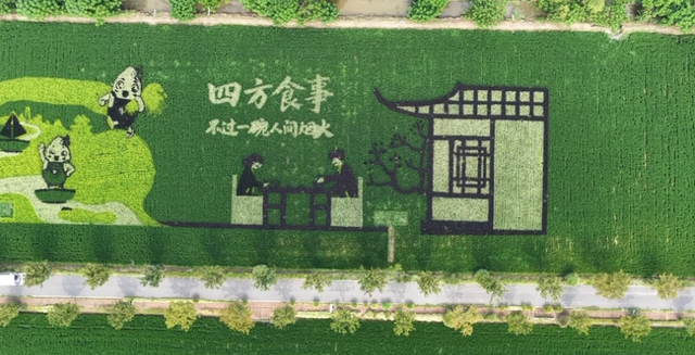 先睹为快！2025版新村稻田画“上线”