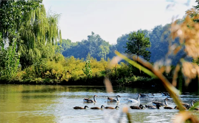 西安冬季观鸟指南 赴一场“飞羽之约”