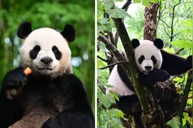 港媒：第三对中央赠港大熊猫“新名字”仍为“安安”“可可”，今日正式与公众见面图片