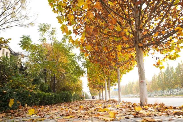 邯郸冀南新区丨初冬美景入画来~