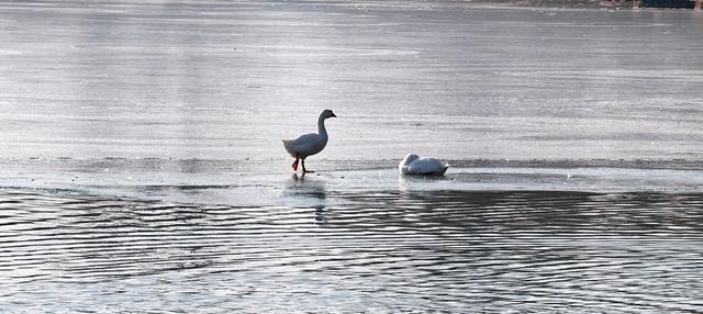 承包娃的冬日尖叫，北京紫竹院公园变身童话冰雪乐园