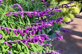 “草”能有多美？来看鼠尾草的“花样”魅力→图片