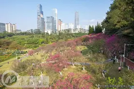 樱樱樱~这里的花开成海啦，确定不来打卡吗？图片