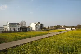 屯溪：春暖花又开 抛荒地油菜迎春绽放图片