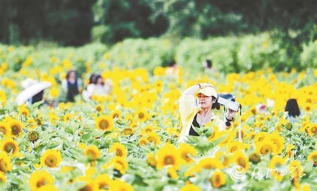 快来“出片”！厦门翔安50亩向日葵花海回来了