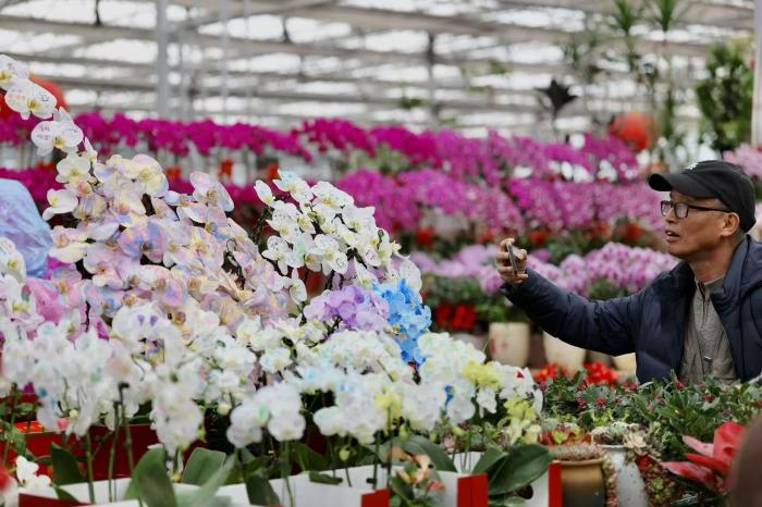 图记|花店女儿寒假作画,把年宵花画出新花样 - 图画吧TUHUABA