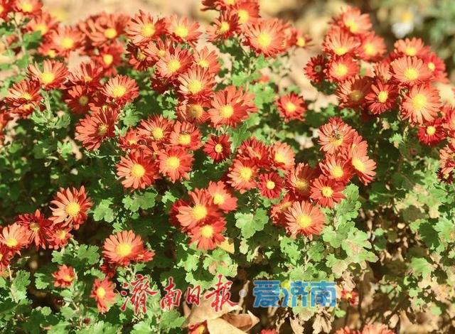 一年四季 泉在济南丨层林尽染秋意浓，“佛山赏菊”正当时