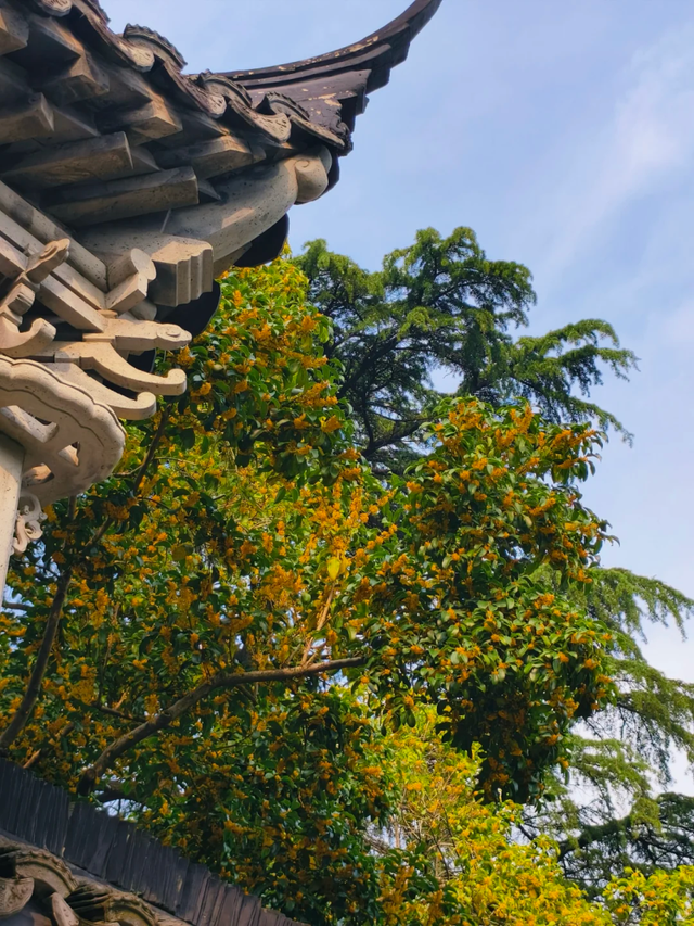 红叶似火、桂花飘香、5000余盆菊花美不胜收！免费打卡→