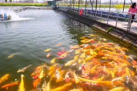 揭秘鱼类土腥味源头，上海教授团队研发“去腥配方”图片