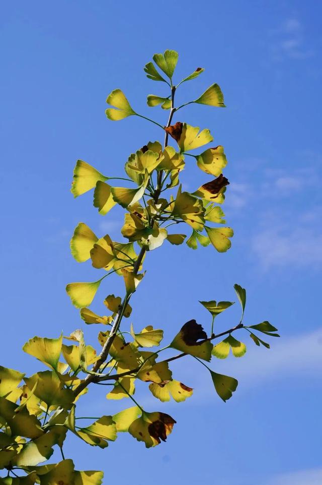 福州秋日限定浪漫已送达，附打卡点位→