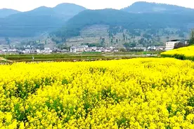 花漾春野，丰都包鸾2500亩油菜花竞相绽放图片
