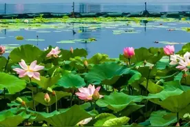 很多人都不知道！上海周边这些县域藏着大片绿水青山、花海！乘高铁直达图片