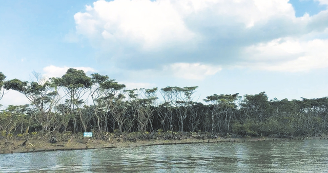 美兰文化 ｜东寨港的地质诗篇（一）