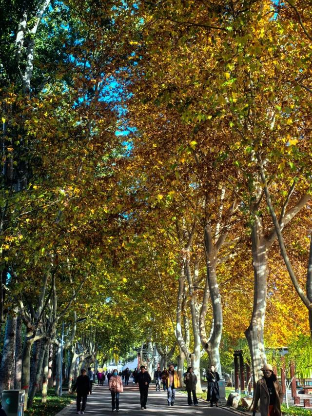 石家庄这里有条绝美梧桐大道