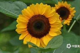 北京奥森向日葵花开满园🌻🌻🌻~图片