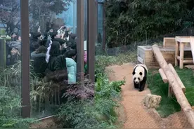 熊猫“福宝”回国在即 韩国民众依依不舍图片
