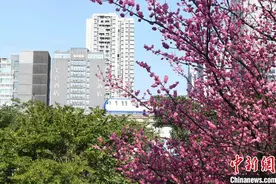 重庆：轨道列车穿行粉色“花海”成美丽风景线图片