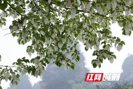 张家界国家森林公园：珙桐花开迎客来图片