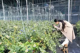鱼台：头茬蓝莓“抢鲜”上市，开启新年“莓”好时光图片