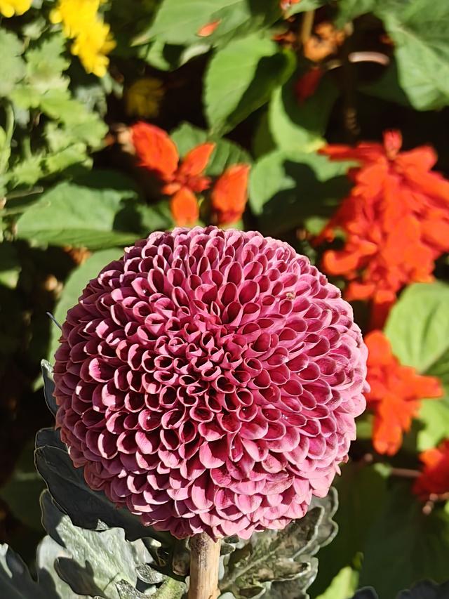 多图直击！第41届深圳东湖公园菊花花会开幕