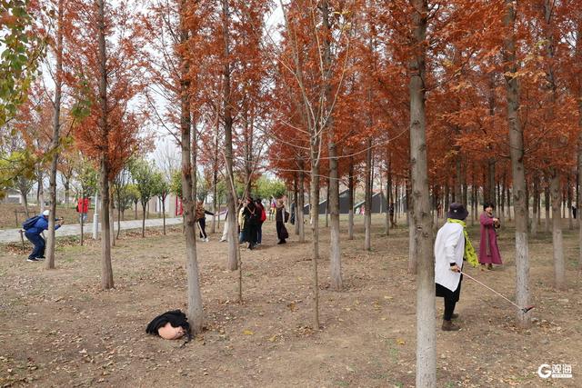 大红柿子高高挂！崂山区沙子口街道大河东村双拥公园“火”了