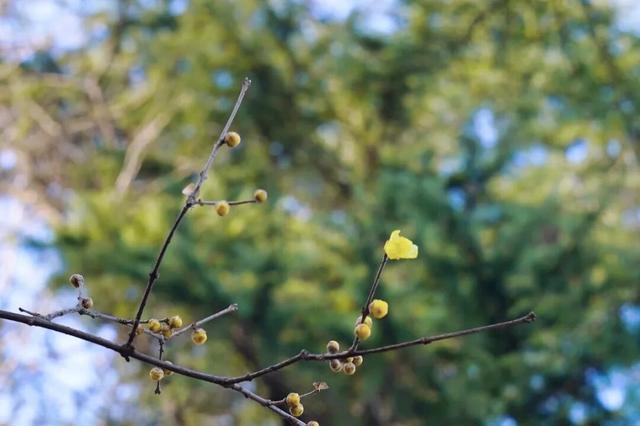 太仓“中式美学天花板”，要来了！