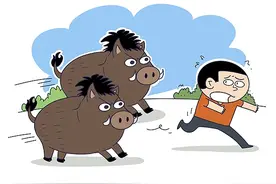 北青快评｜控制野猪数量不能仅靠零打碎敲图片