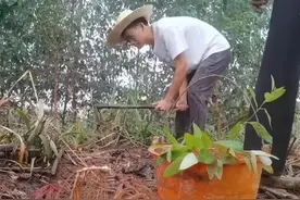 35岁大一新生唐尚珺前往华南师大报到，出发前栽下小树，称“希望四年后你能成材”图片