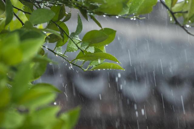 晚潮 | 康桥的夏，是一场场追风雨赶星辰的日夜