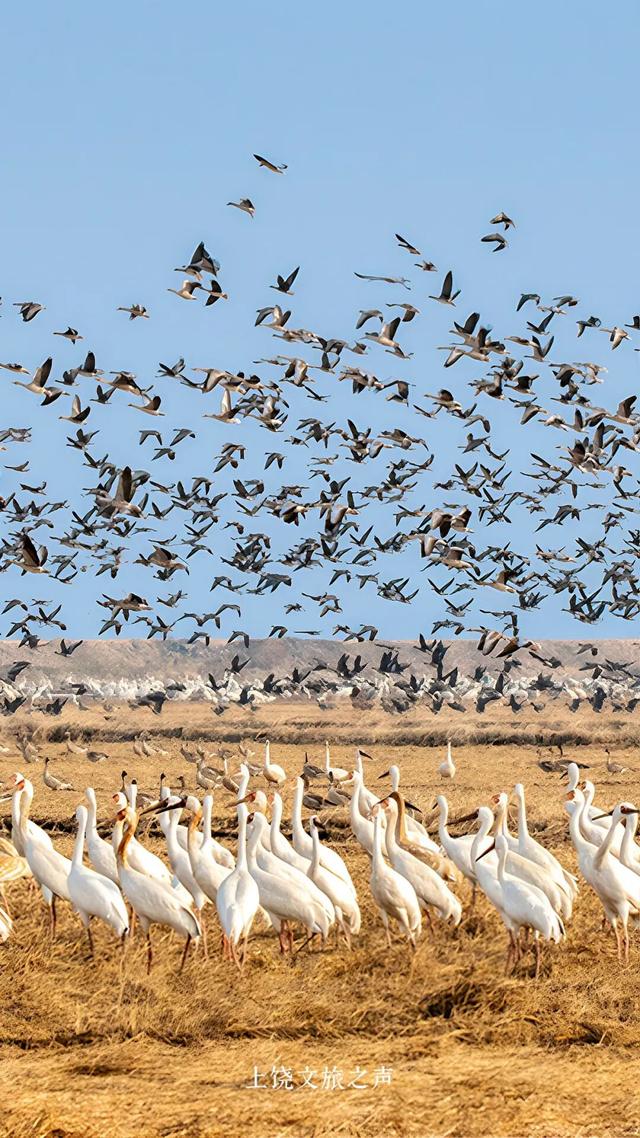 赶紧收藏！上饶冬天真正的“顶流”是它们！这些观鸟地你准备什么时候来？