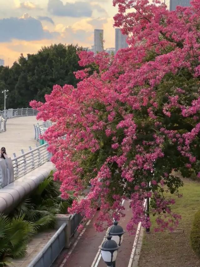 福州秋日限定浪漫已送达，附打卡点位→